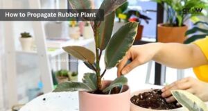 How to Propagate Rubber Plant