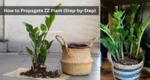 How to Propagate ZZ Plant Step-by-Step Guide