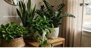 Low Maintenance Indoor Plants for Dark Rooms