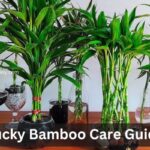 Lucky Bamboo Care Guide