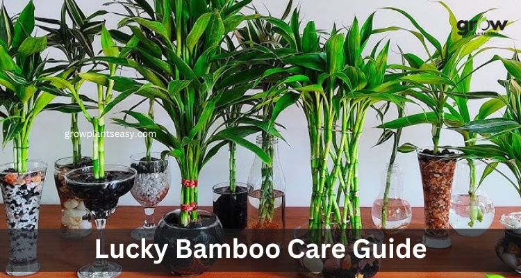 Lucky Bamboo Care Guide