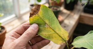 Plant Health Checker