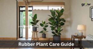Rubber Plant Care Guide