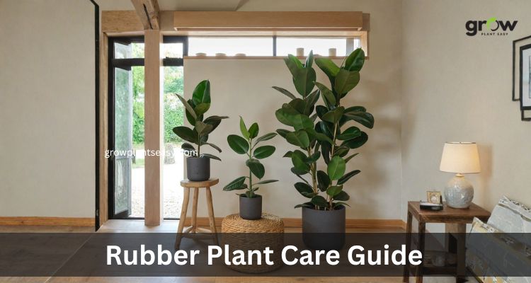 Rubber Plant Care Guide