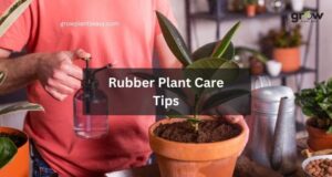 Rubber Plant Care Tips