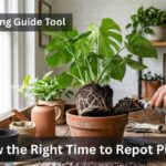 When to Repot Your Plants