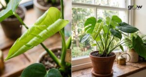 Why Your Plant is Not Growing and How to Fix It Fast