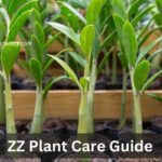ZZ Plant Care Guide