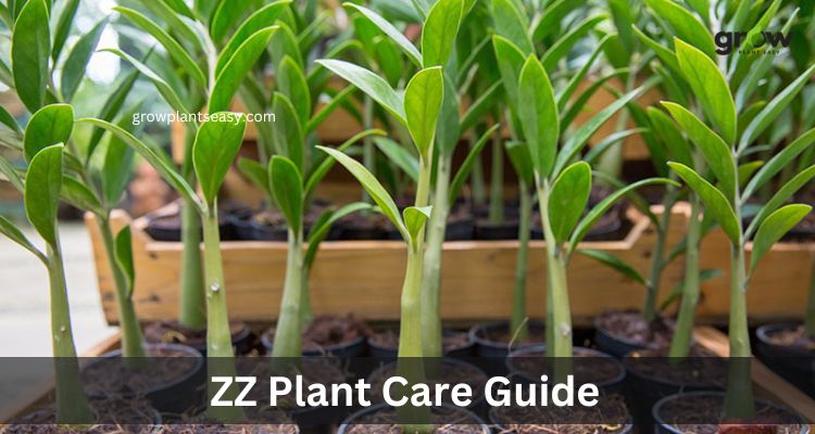 ZZ Plant Care Guide