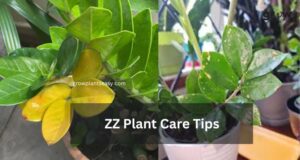 ZZ Plant Care Tips