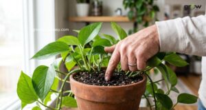 Checking Soil Moisture Before Watering Indoor Plants