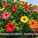 Hibiscus Watering Calculator