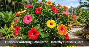 Hibiscus Watering Calculator