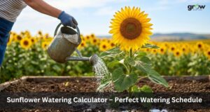 Sunflower Watering Calculator