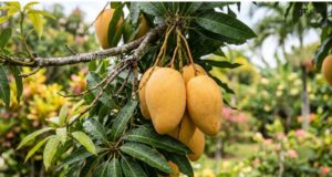 Healthy Mango Tree Care Guide