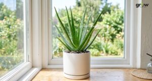 Watering an Aloe Vera Plant in a Well-Draining Pot