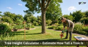 Tree Height Calculator