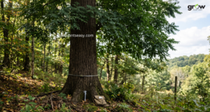 Estimate Tree Value